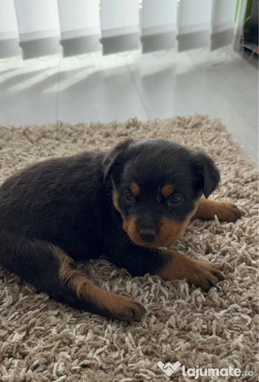 Pui Rottweiler Femelă de 6 săptămâni