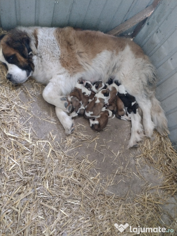 Pui Saint Bernard