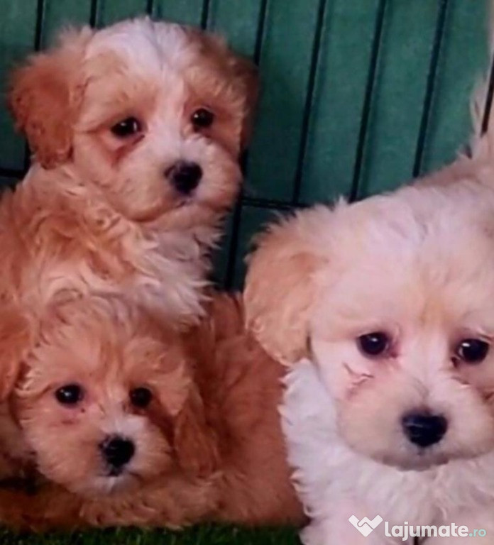 Pui de maltipoo femele și masculi