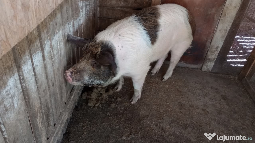 Vând porc crescut în gospodăria proprie de la Țară .Crescut natural