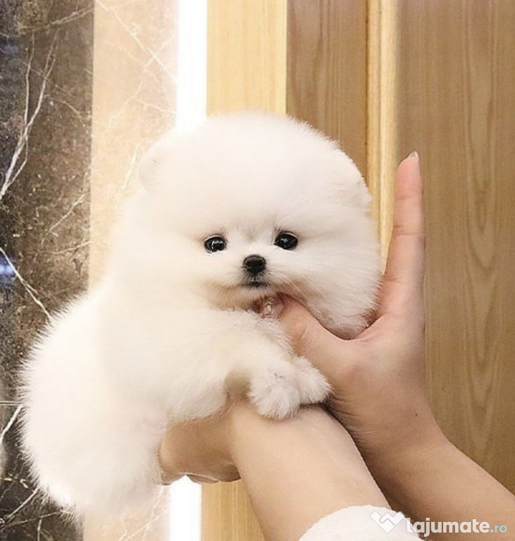 Pomeranian talie mică