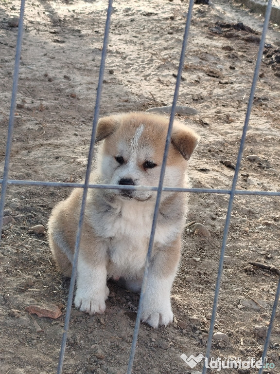 De vânzare Akita Inu Japonez