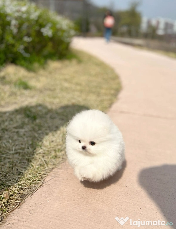 Pomeranian mini toy