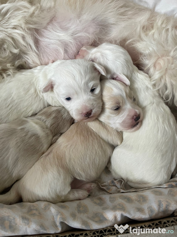 Vând puiuți Bichon maltez