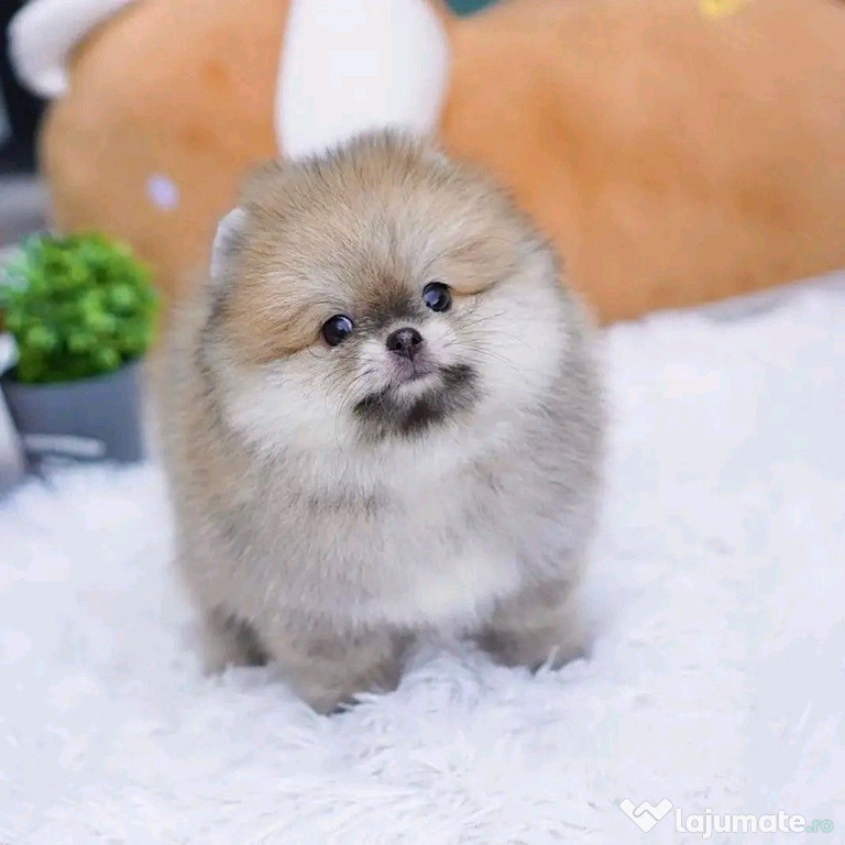 Pomeranian ursuleț de buzunar asigur transport