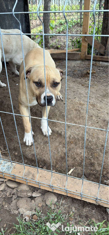 Vand metis amstaff varsta de 9 luni