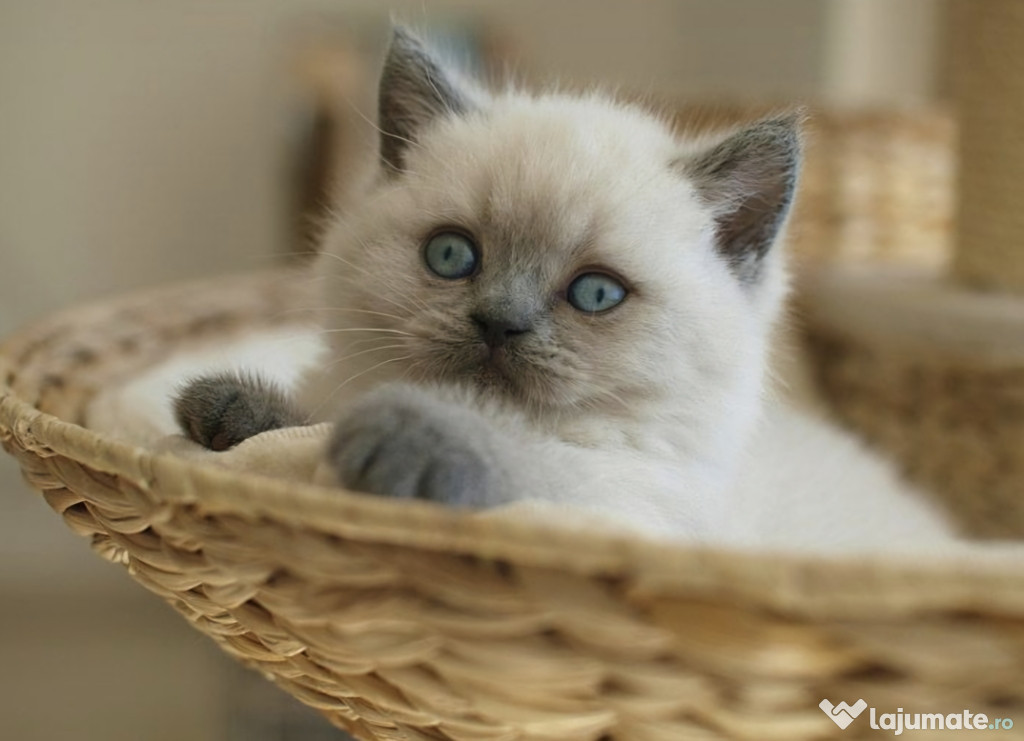 Ragdoll Baietel Superb