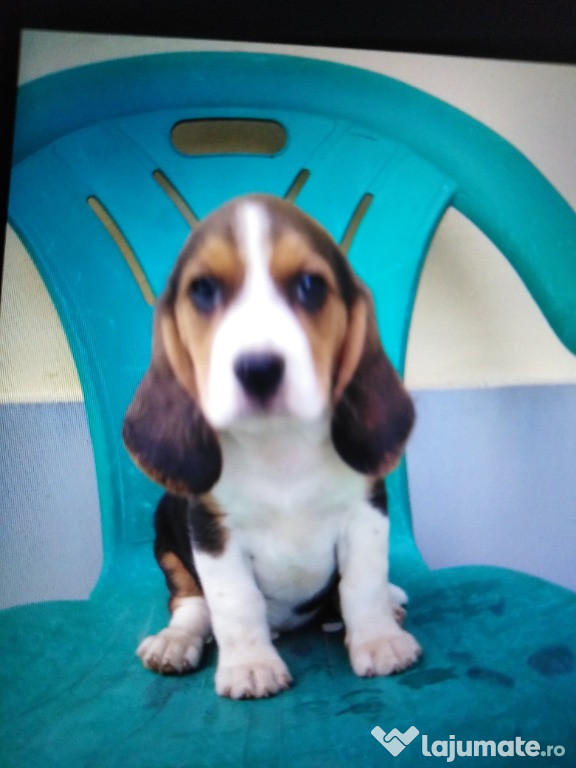 Beagle pui 2 luni