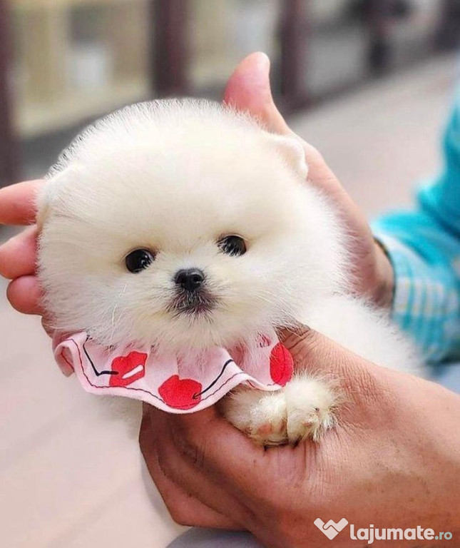 Pomeranian mini toy