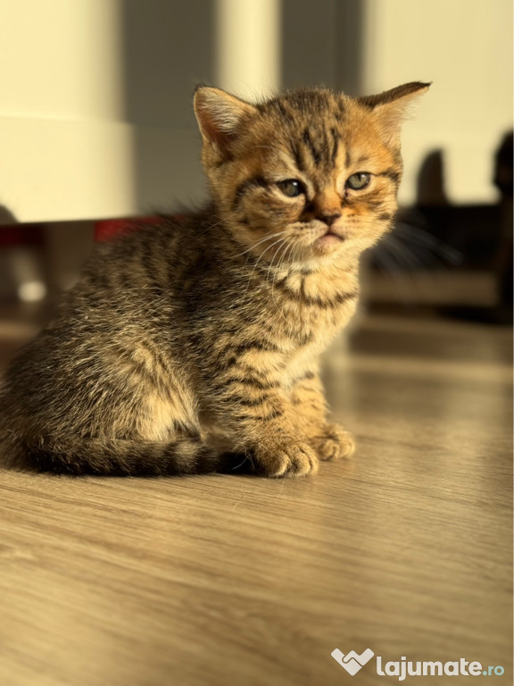 Pui scottish fold si straight