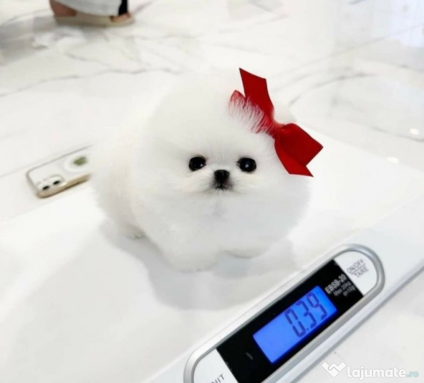Pomeranian mini teeacup toy talie mica