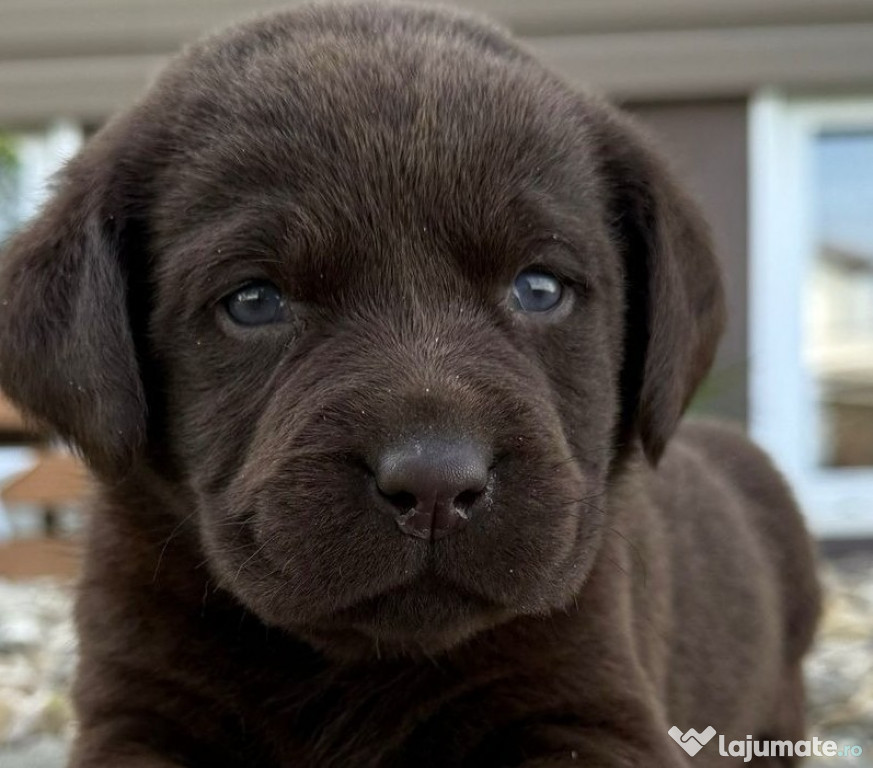 Căței Labrador Retriever de vânzare