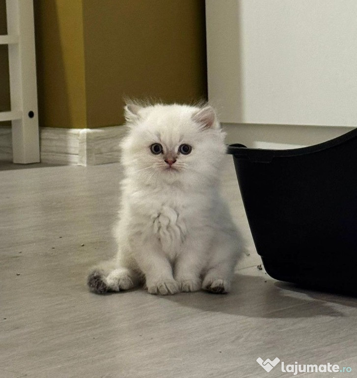 British Shorthair si Longhair
