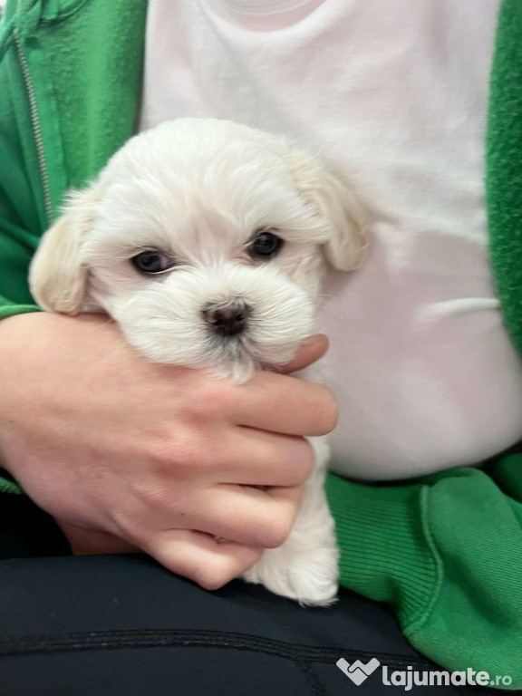 Bichon Maltez Mini Toy