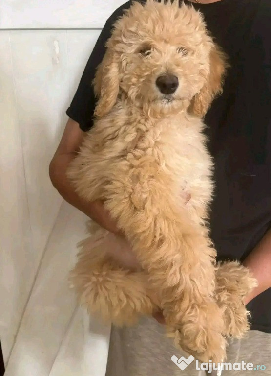 Mâzgăleli aurii adorabile de vânzare