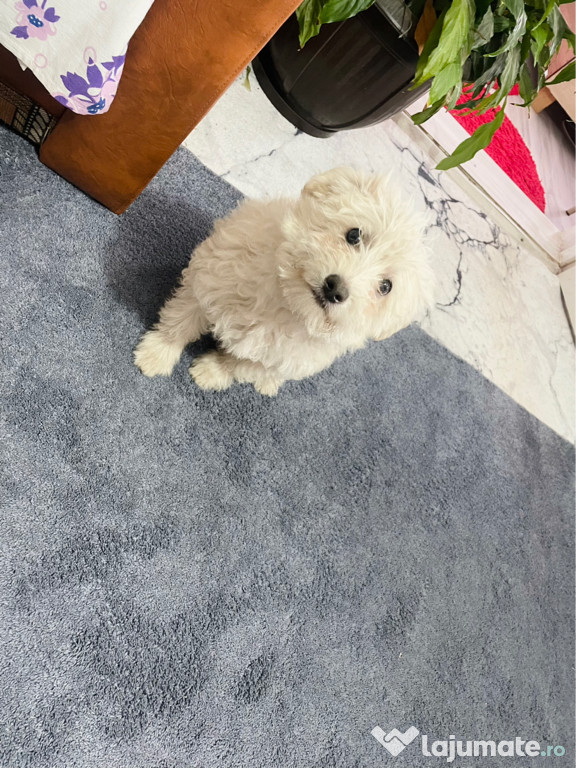 Bichon malteze alb