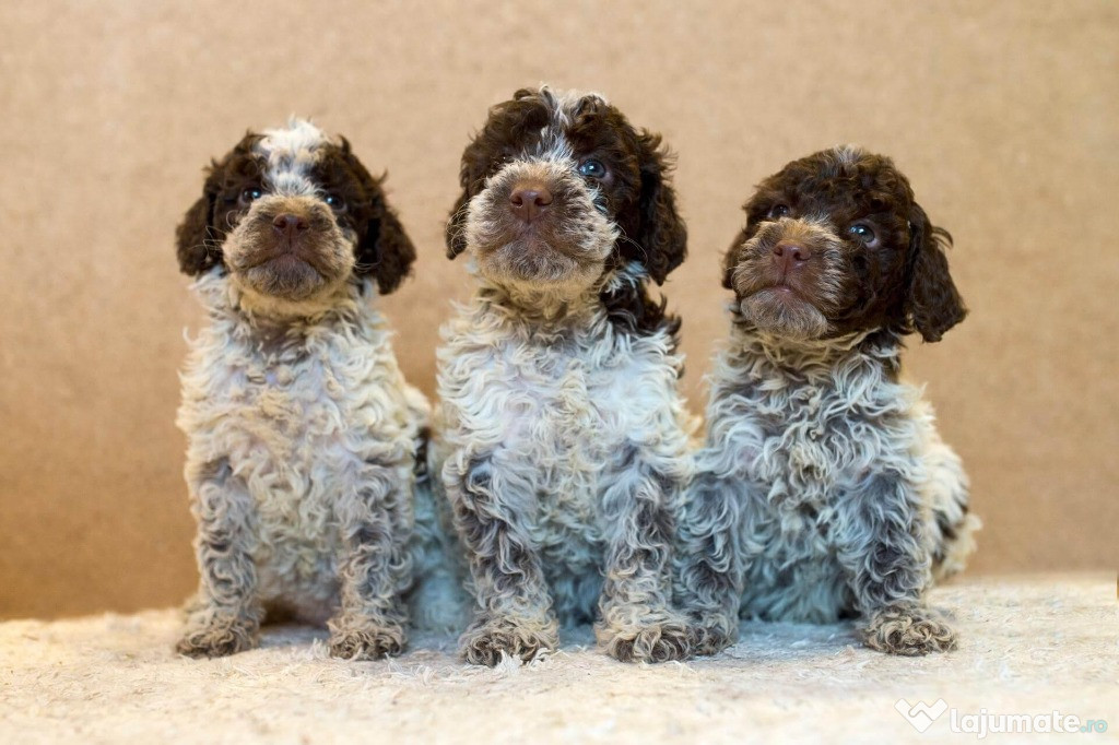 Pui de lagotto romagnolo