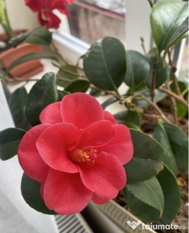 Camelia japonica 62 cm cu glastra