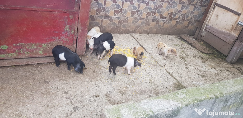 Diverse mărimi sunt la alegere