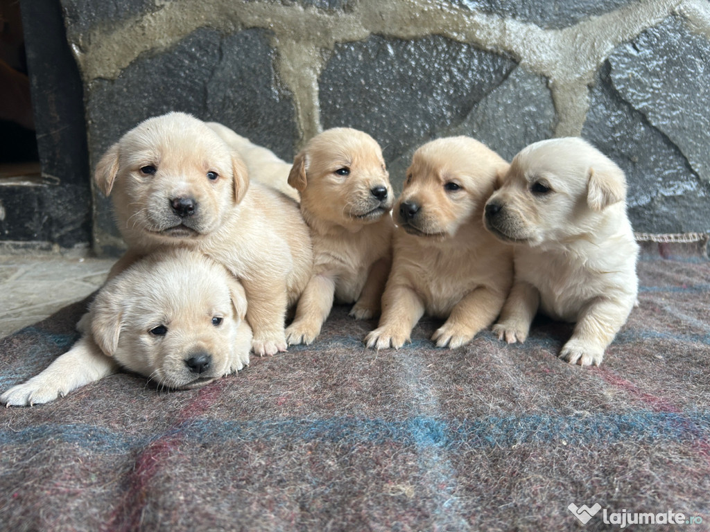 Căței Golden Retriever disponibili și sănătoși