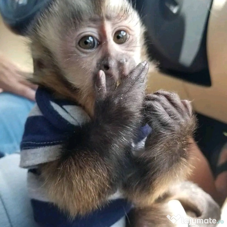 Maimuțe marmoset și capucin drăguțe pentru relocare.