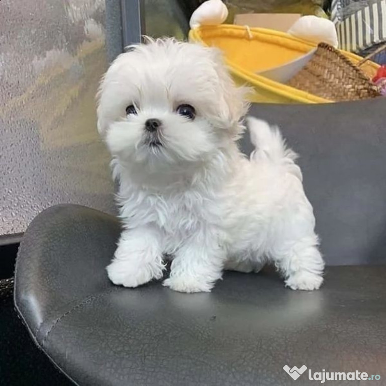 Pui bichon maltez mini toy Rasa pura