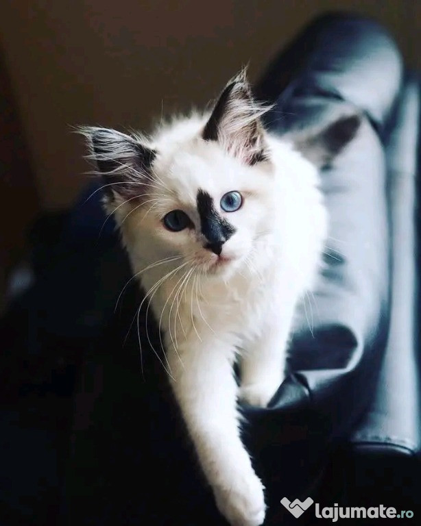 Pisicuțe Ragdoll adorabile care își caută un cămin permanent.