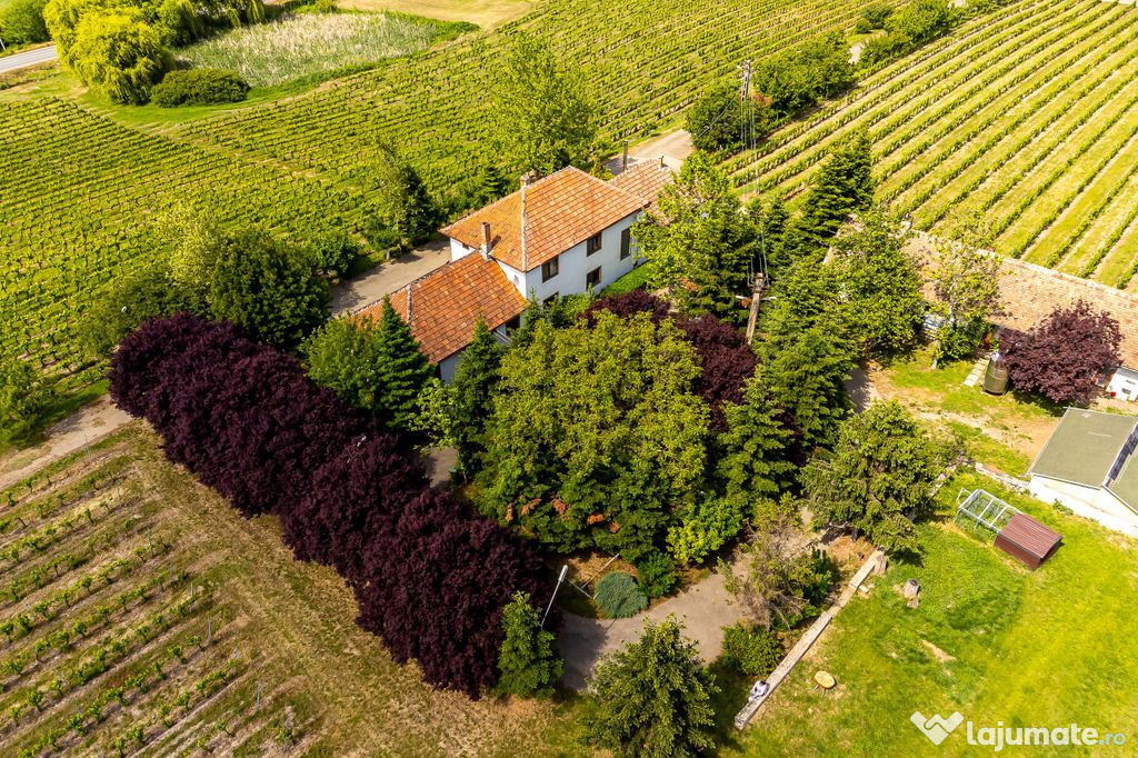 Domeniul Hellburg– 16,27 ha vie + 1,4 ha intravilan