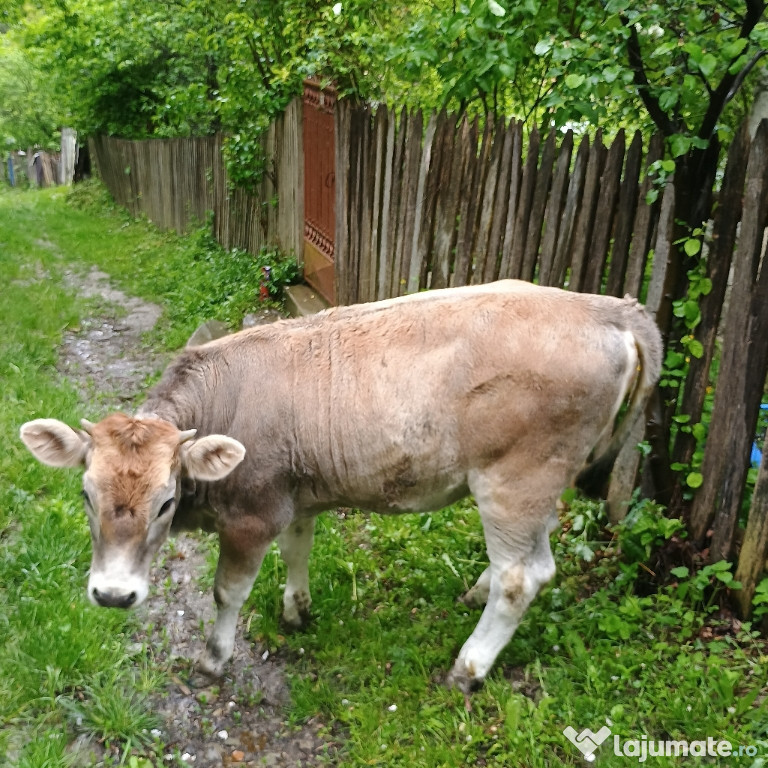 Vaca și vițică de vanzare