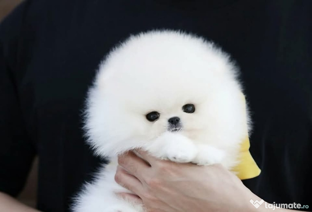 Pomeranian mini boo