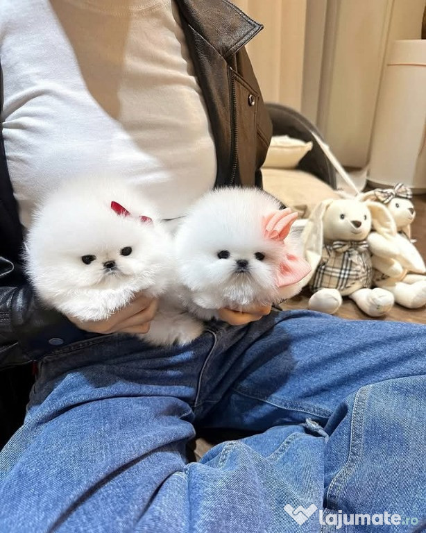 Pomeranian boo original