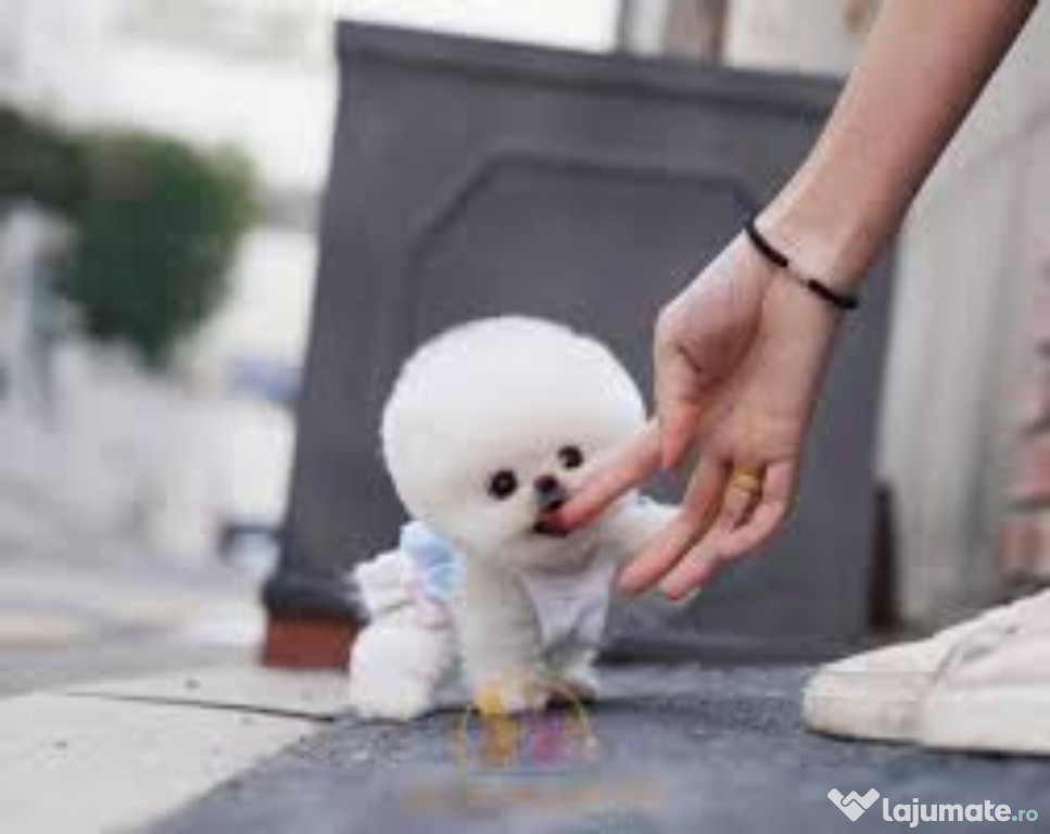 Pomeranian mini boo