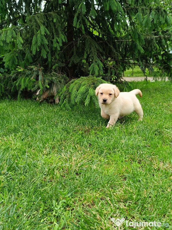 Labradori retriever de vanzare