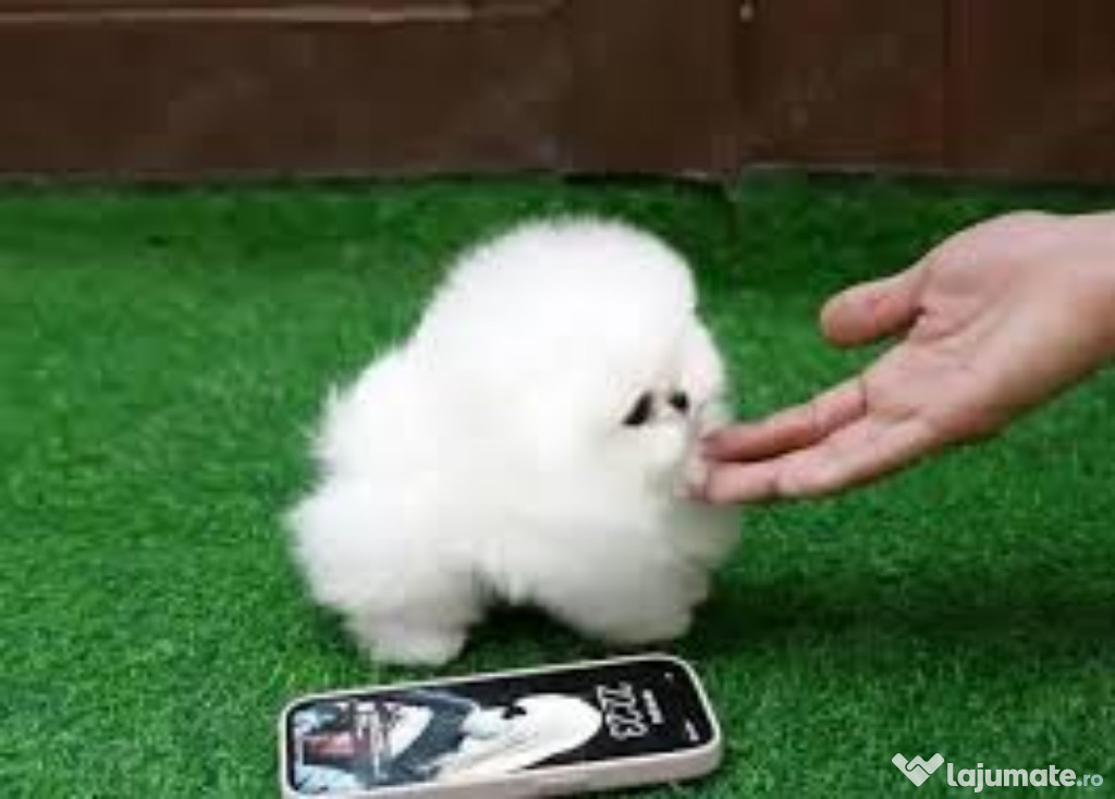 Pomeranian toy boo