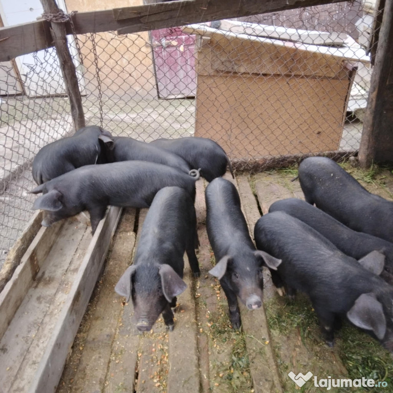 Vând purcei de 6 saptamani