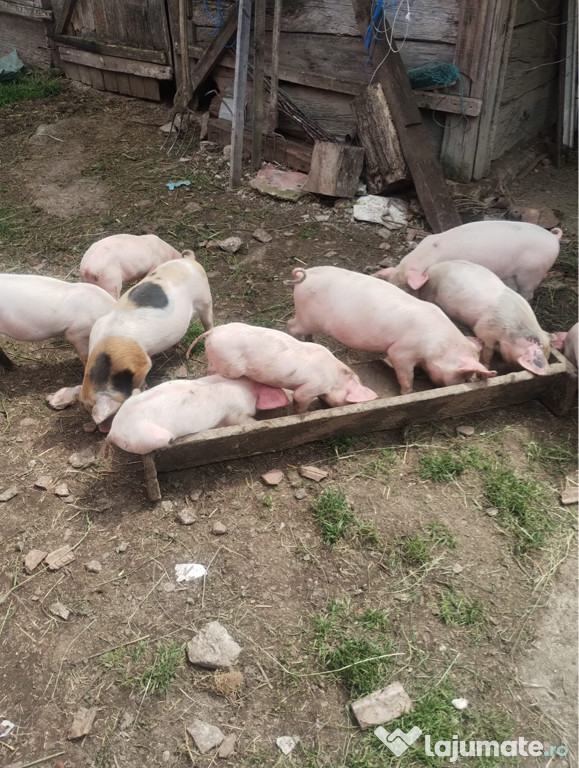Vand purcei de 7 săptămâni