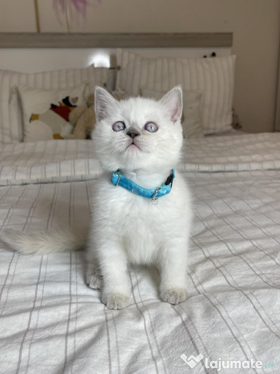 British shorthair băieței și fetițe