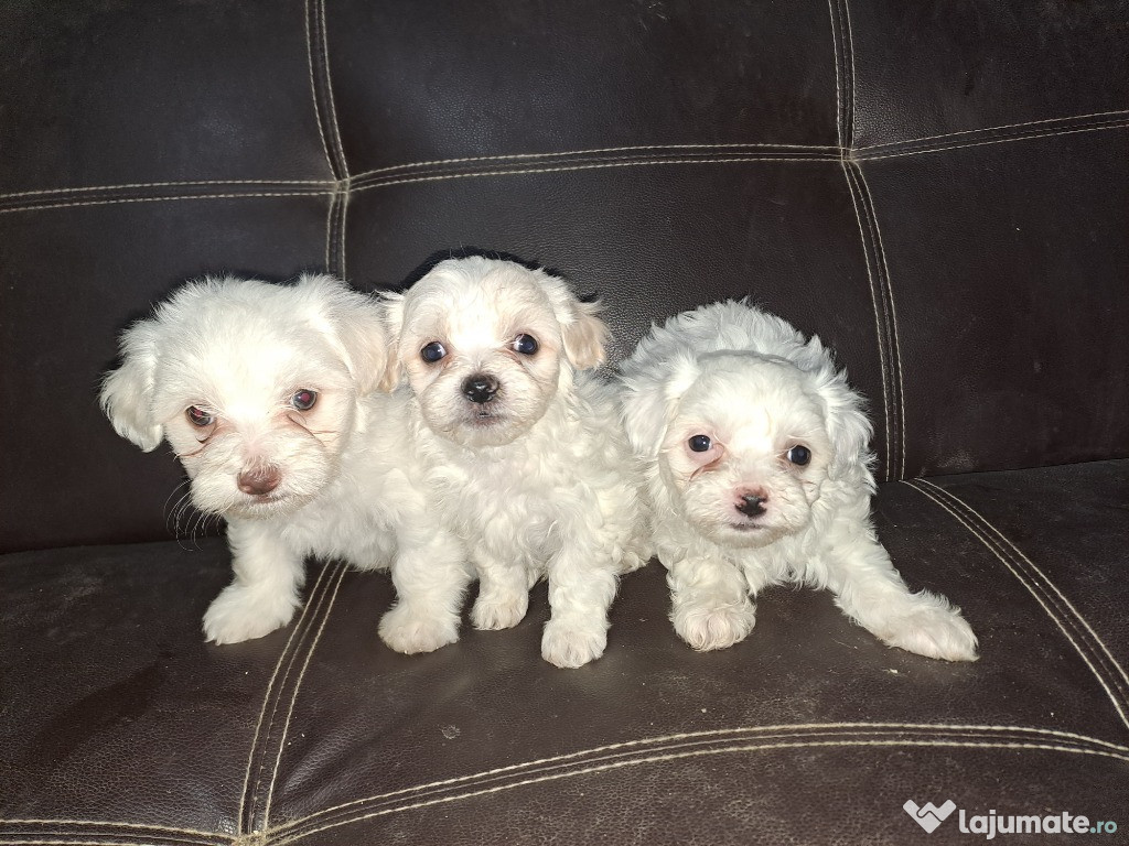 Bichon maltez creți talie mică (toy)