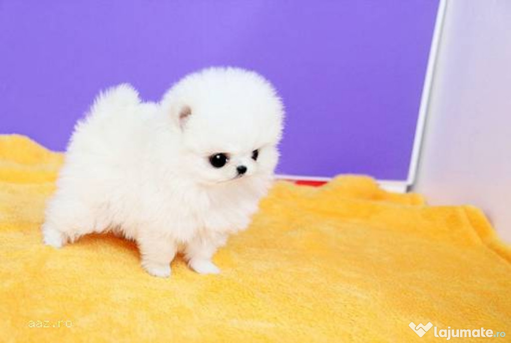 Pomeranian mini boo