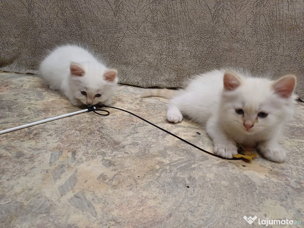 Ragdoll băieței și fetițe