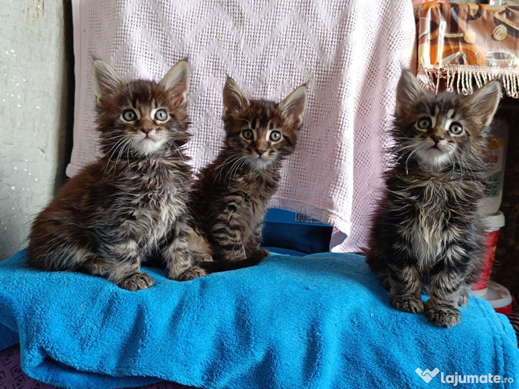Maine coon băieței și fetițe