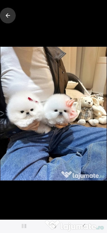 Pomeranian micro de buzunar preț și calitate