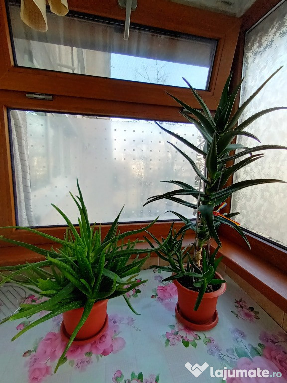 Aloe Vera - planta medicinala!