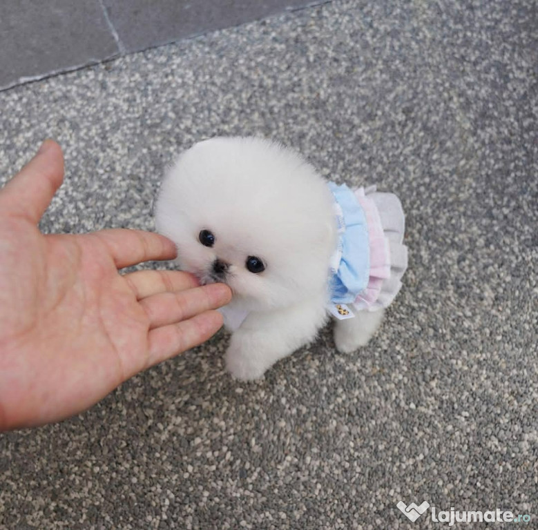 Pomeranian ursulet boo