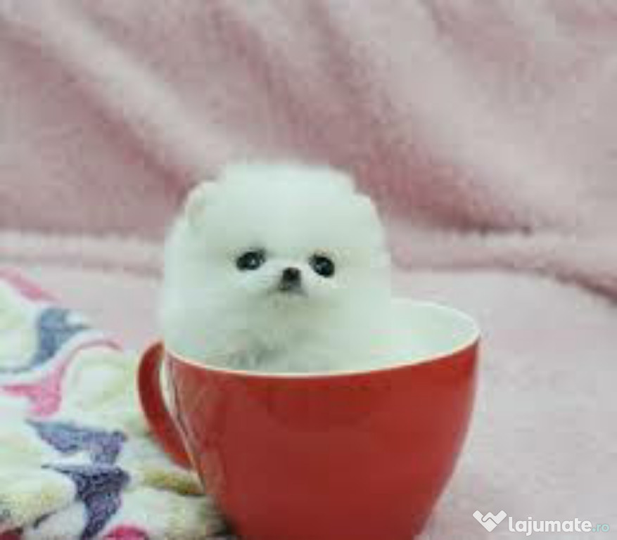 Pomeranian ursulet boo