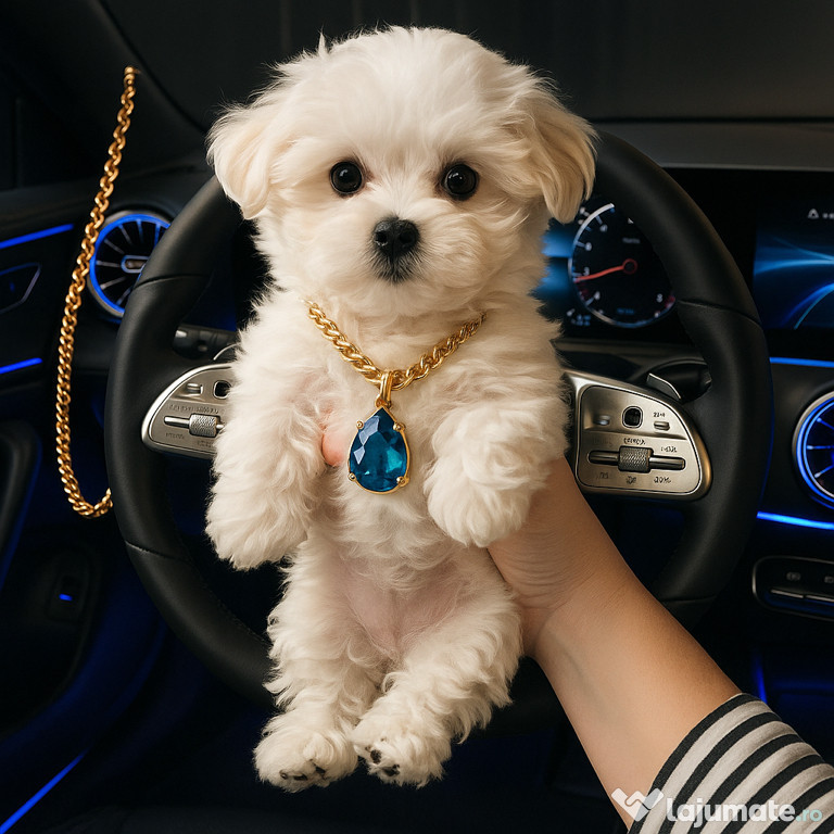Bichon maltez mini toy