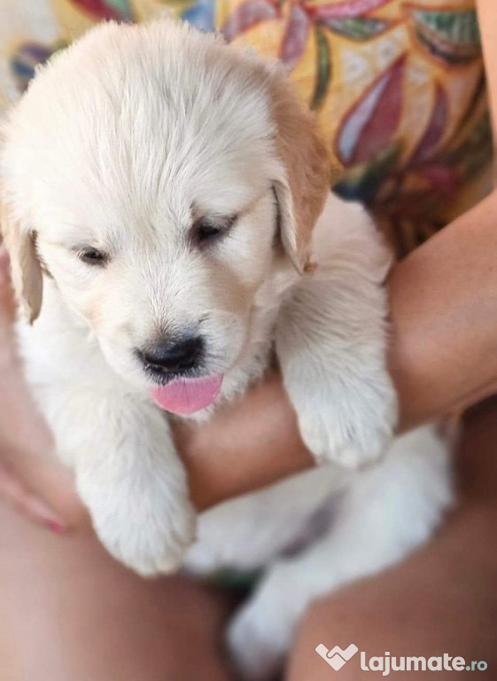 Avem cei mai frumosi pui de golden retriever!