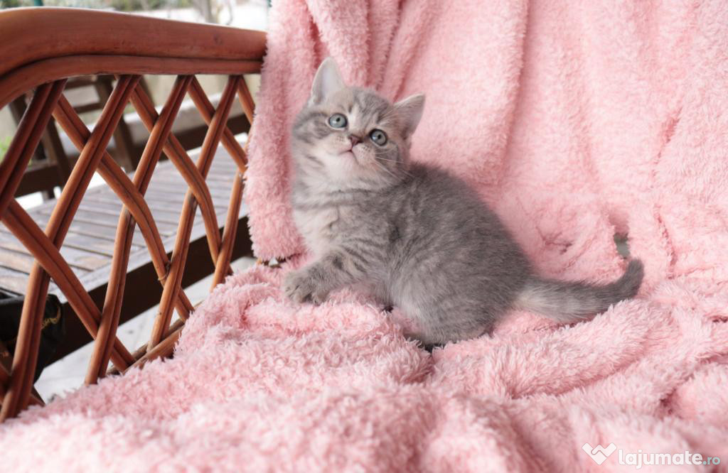 British Shorthair puiuți