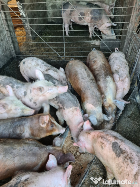 Porci/Purcei de vanzare
