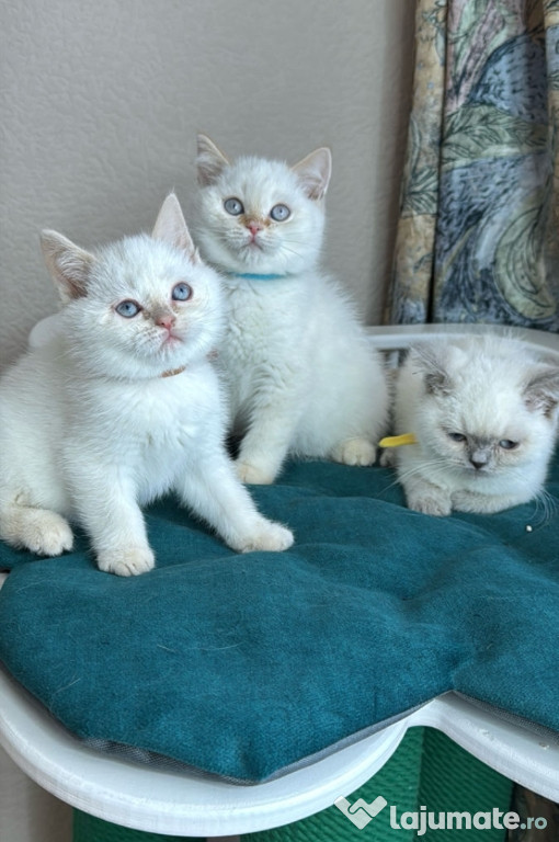 Ragdoll Băieței și fetițe